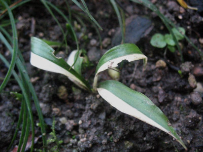 Reineckea carnea 'Variegata'  ...  15.12.15 019.jpg