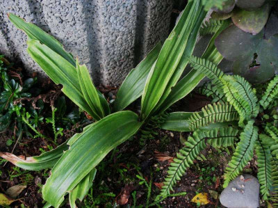 Rohdea japonica 'Gunjaku'   ...   15.12.15 025.jpg