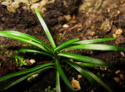 Liriope 'Kyoto Dwarf Variegata'  ...    15.12.15 039.jpg