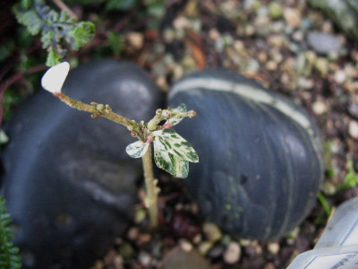 Liguster vulgare 'Hildes Firlefanz' ...    15.12.15 037.jpg