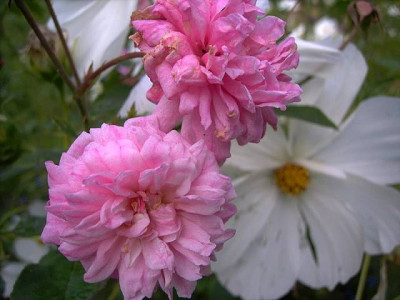 Bougainville.JPG