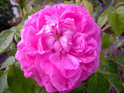 Heidemarie_Plucker.JPG