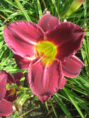 GT04-KR22.3 GT01-KL20.14 (Flamenco x Carr) x Nosferatu X GT02-KRH1 (Court M. x 'Red Unknown') _7048_r1.jpg