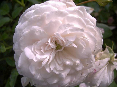 Heinrich_Blanc_I.JPG