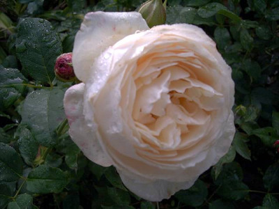 Rosemarie.JPG