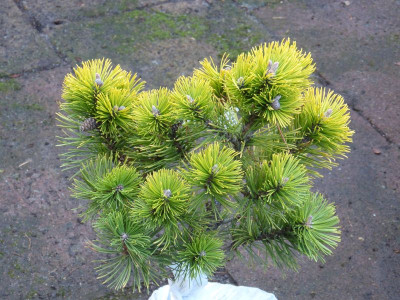 2015-12-16 Pinus mugo 'Zundert'.jpg