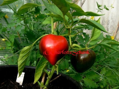 Paprika_herzformige0602.JPG