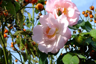 DSCF2554.JPG
