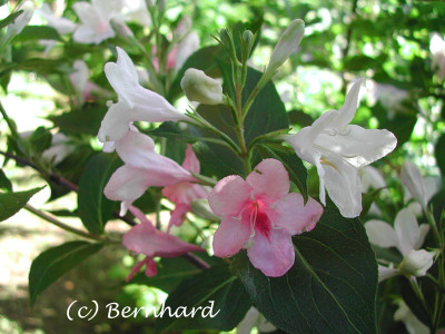 Weigelia_2.jpg
