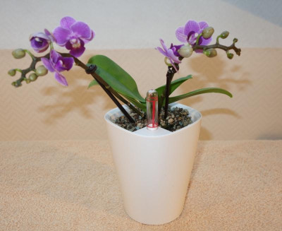 Mini-Phalaenopsis3.jpg