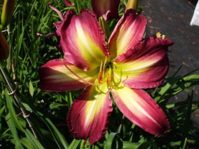 Offenthal - Rose F. Kennedey.JPG