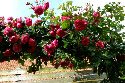 DSCF1762.JPG