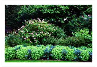Sedum_-_Palmkohl_2_09-07-2006.jpg
