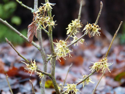 2015-12-18 Hamamelis macrophylla.jpg