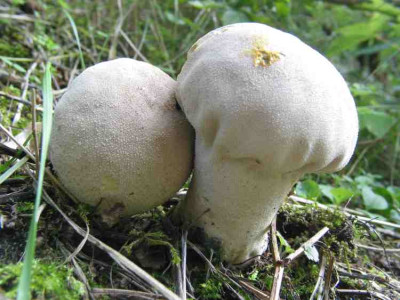 PILZ_FR_2508_I.jpg