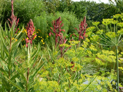 GartenP1060889.jpg