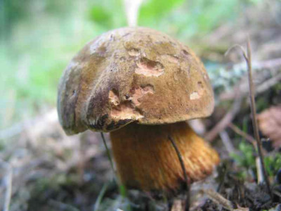 PILZ_FR_2508_II.jpg