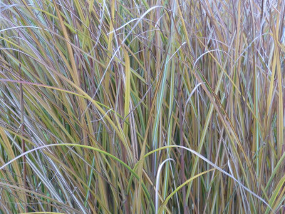 2015-12-18 Miscanthus gracillimus.jpg