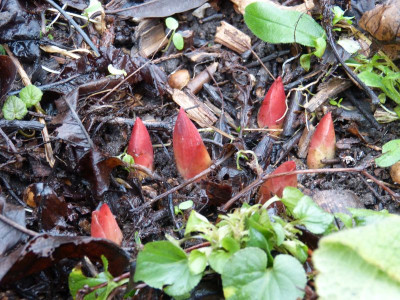 2015-12-18 Paeonia mlokosewitschii.jpg