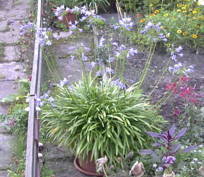 Agapanthus_Peter_PanRimg0552.JPG