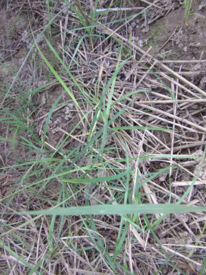 miscanthus slg.jpg