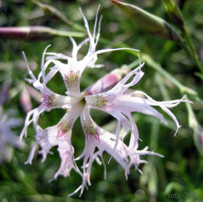Dianthus_superbus_oder..._2.2_1068.jpg