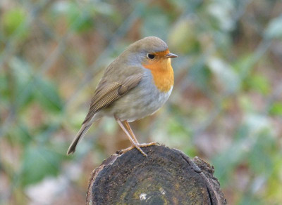 2015-12-19 Rotkehlchen.jpg