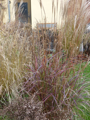 2015-12-19 Miscanthus 'Purple Falls'.jpg