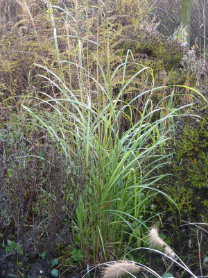 2015-12-12 Miscanthus transmissouriensis.jpg