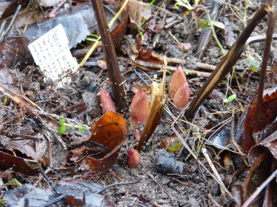 2015-12-19 Paeonia obovata.jpg