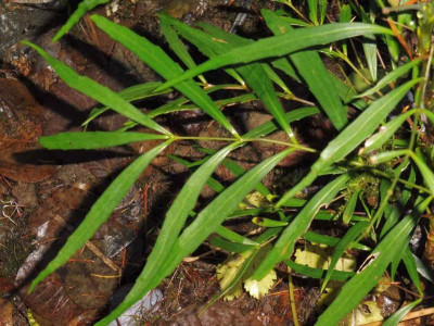 Mahonia confusa 'Nari Hira''.jpg