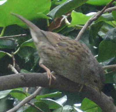 vogelfraglich.jpg