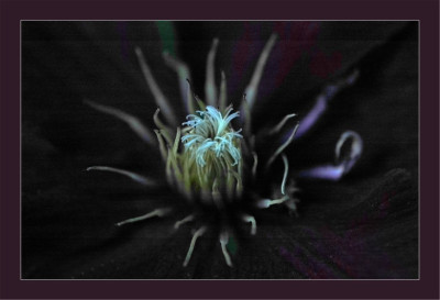 Clematis_1_13-06-2006.jpg