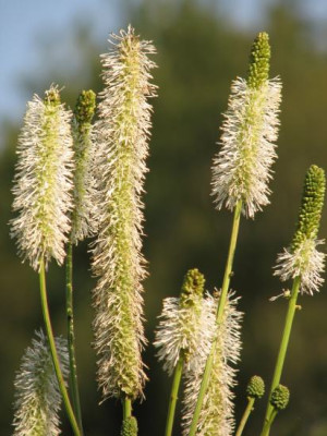 sanguisorba_canadensis.jpg