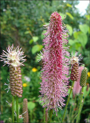 Sanguisorba_officinalis_Blackthorn.jpg