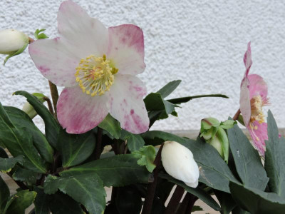 DSCN2868.JPG