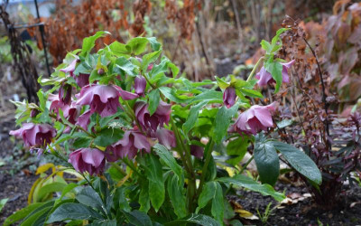 Helleborus-SPElly.15-4.jpg