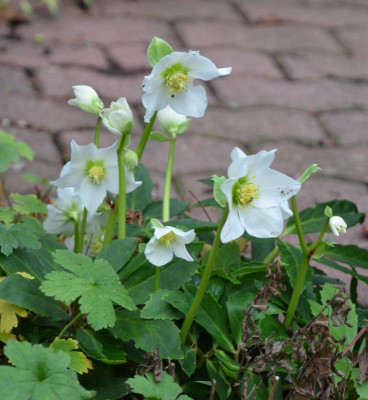 Helleborus_niger-Sämling-JL.15-2.jpg