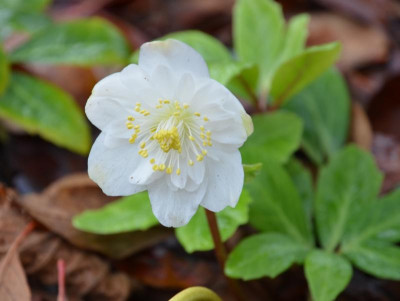 Helleborus_niger-Sämling-SF.15-1.jpg