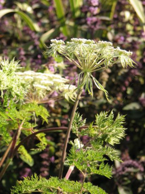 selinum_wallichianum.jpg