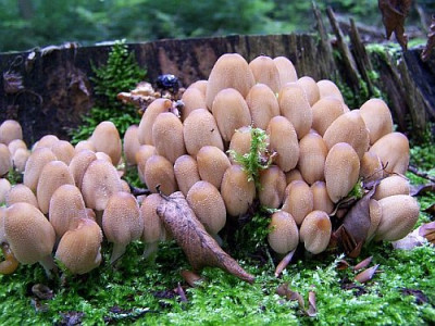 coprinus_micaceus.jpg