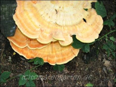 06pilz_unbekannt03.jpg.jpg