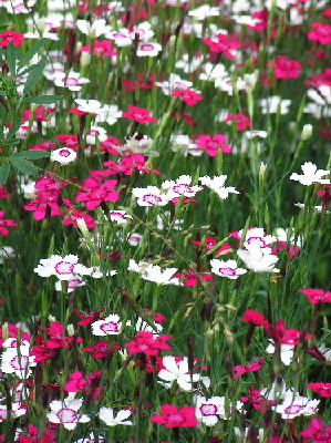 dianthus-deltoides-1.jpg
