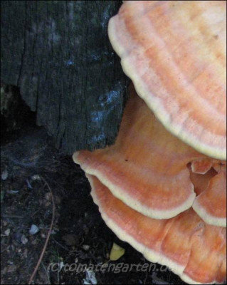06pilz_unbekannt02.jpg.jpg