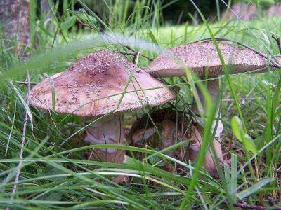amanita_rubescens.jpg