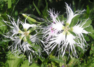 Dianthus_superbus1_Small.jpg