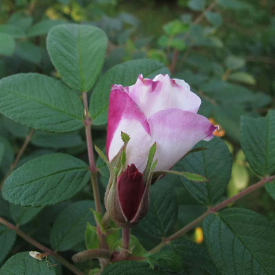 louisebugnetsept00011.jpg