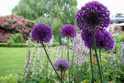 Franks-Garten-6.jpg