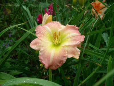 IMGP9548.JPG