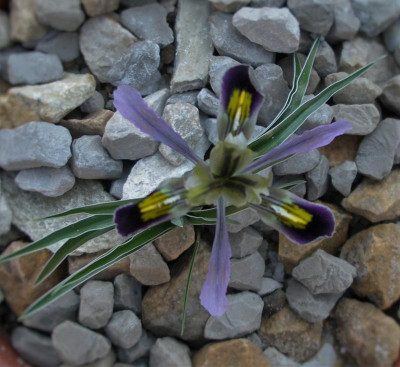 Iris narbuttii 22,12,15.JPG